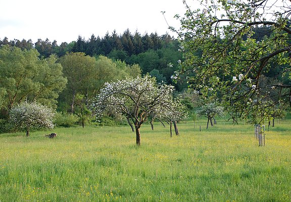 Streuobstwiesen Wehlen