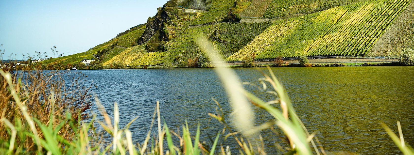 Urlauf an der Mosel in Wintrich