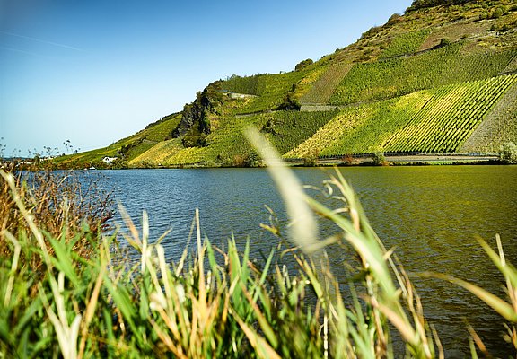Urlauf an der Mosel in Wintrich
