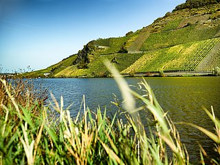 Urlauf an der Mosel in Wintrich