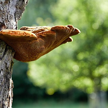 Pilz am Baum