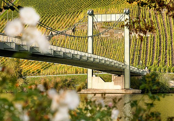 Hängebrücke Wehlen