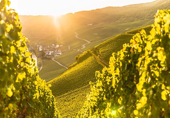Weinberge