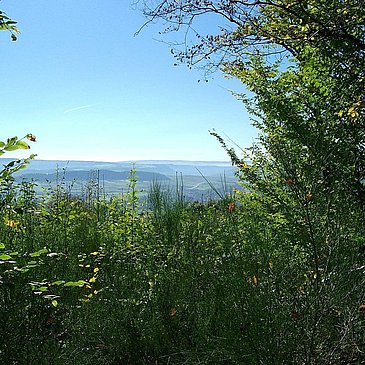 Flora und Fauna auf dem Kueser Plateau