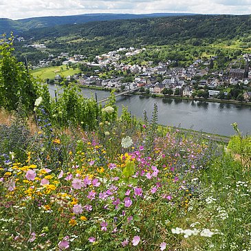Lebendige Moselweinberge