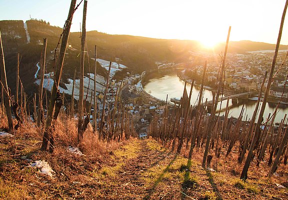 Weinlage mit Blick auf die Mosel