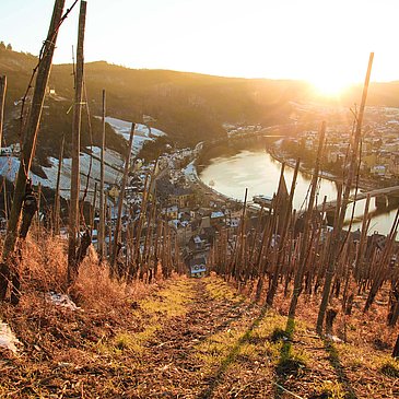 Weinlage mit Blick auf die Mosel