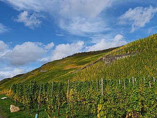 Weinberge an der Mosel