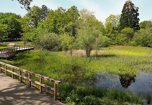 Moorlandschaft