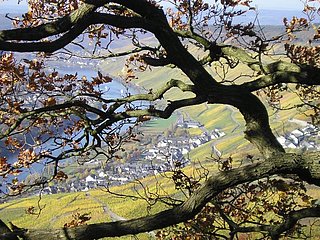 Herbstimpressionen über der Mosel