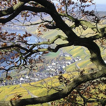 Herbstimpressionen über der Mosel