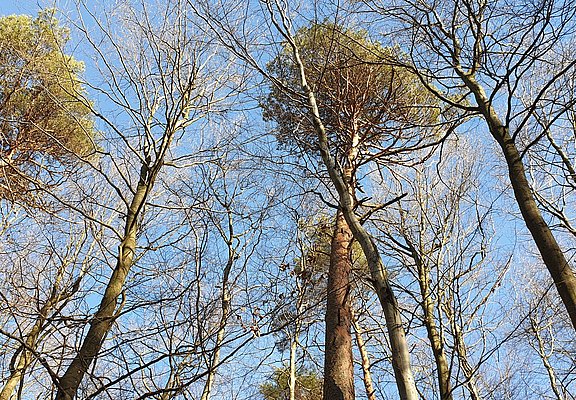 Waldabschnitt entlang der Strecke