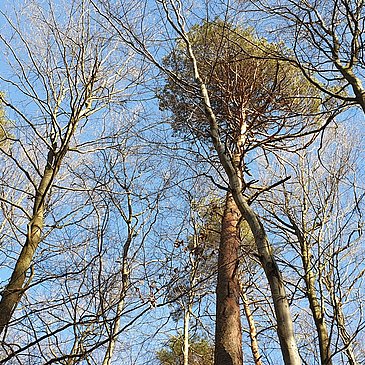 Waldabschnitt entlang der Strecke