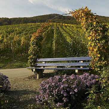 Bank in den Piesporter Weinbergen