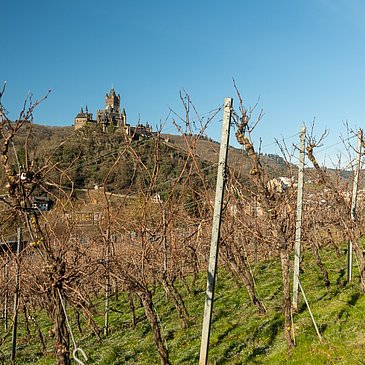 Auf dem Moselsteig bei Cochem