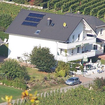 "Mosellicht" in den Weinbergen an der Mosel