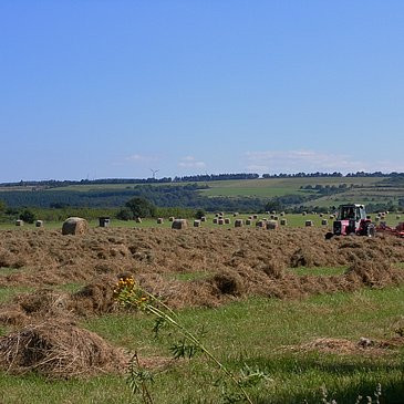 Neumagener Berg
