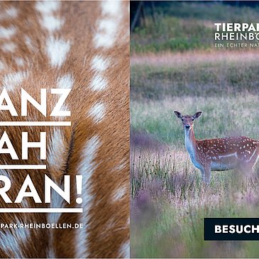 Das Bild zeigt das Plkat des Tierparks Rheinböllen mit der Aufschrift "Ganz nah dran".