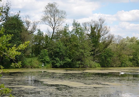 Vogelschutzgebiet "Pferdemosel" am Mosel-Radweg bei Nennig