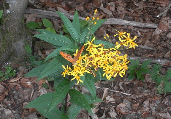 Blume am Waldboden