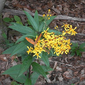 Blume am Waldboden