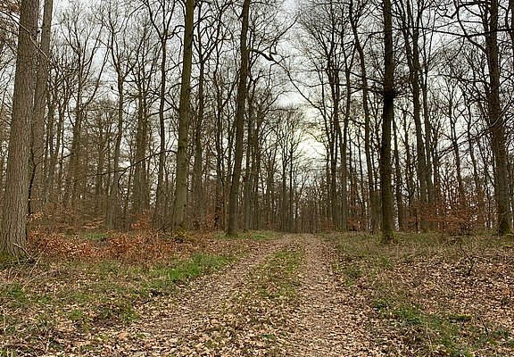 Waldweg
