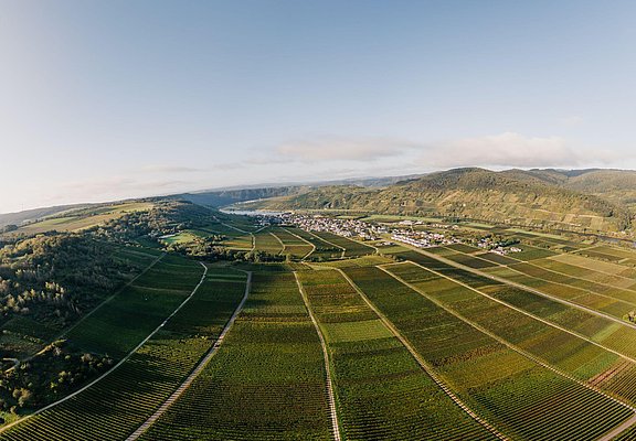 Weinbergslandschaft