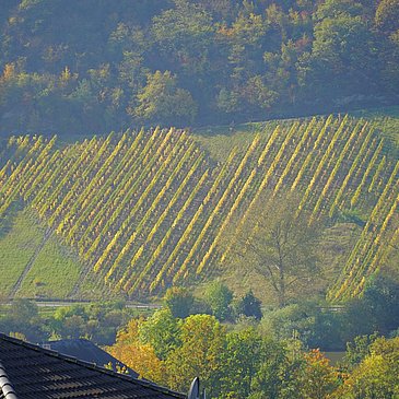 Blick ins Moseltal Herzweinberg