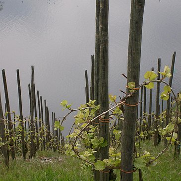 FeWo Bild Weinberge Mai mit Mosel 3