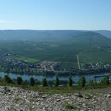 Panorama über die Mosellandschaft bei Klüsserath