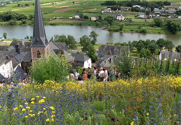 Blick vom Gewürzgarten auf die Mosel
