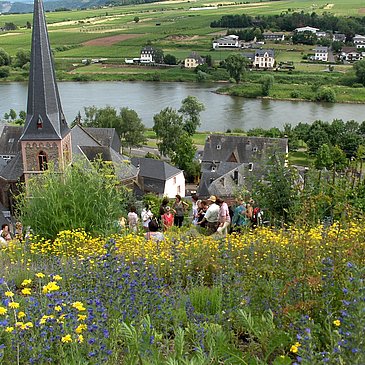 Blick vom Gewürzgarten auf die Mosel