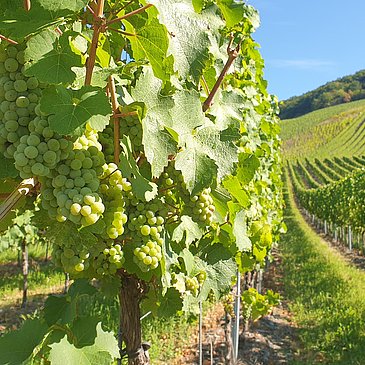 Weintrauben am Wegesrand