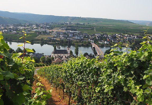 Ausblick auf Piesport