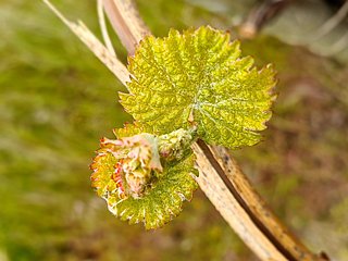 Weinrebe an der Mosel