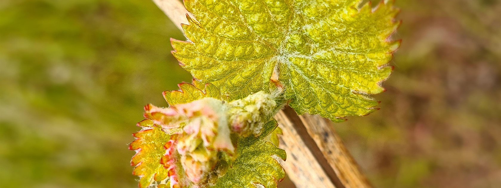 Weinrebe an der Mosel