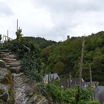 Wandern durch die Weinberge mit Burgblick
