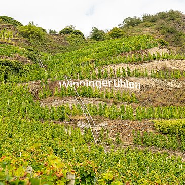 Weinberge Winningen