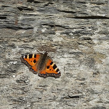 Flora in Lieser