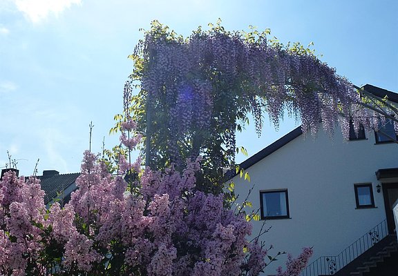 Frühling im Weingut