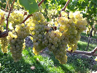 Trauben im Weinberg