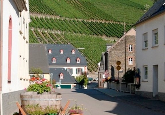 Blick auf die Weinberge