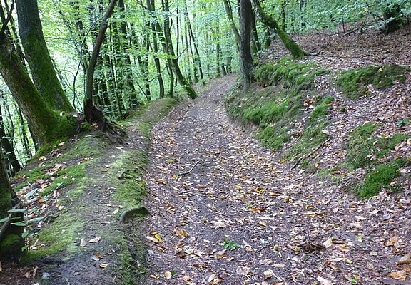 Waldweg oberhalb des Sirzenicher Baches