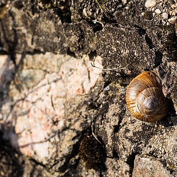 Schnecke an einer Weinbergsmauer