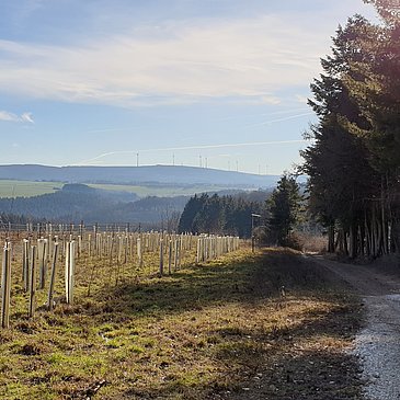 Aufforstung entlang des Waldwegs
