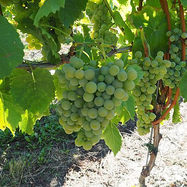 Weinberge an der Mosel